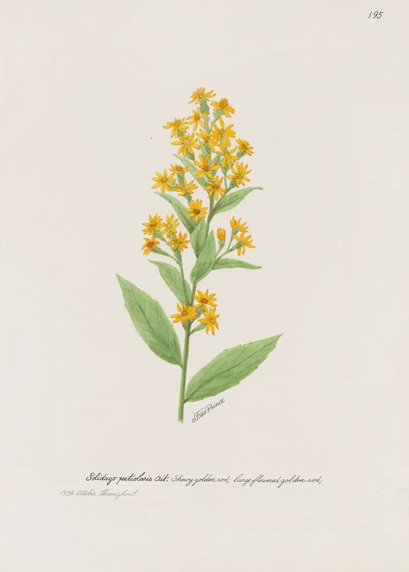 Showy Golden Rod by S. Fred Prince - Canvas Print