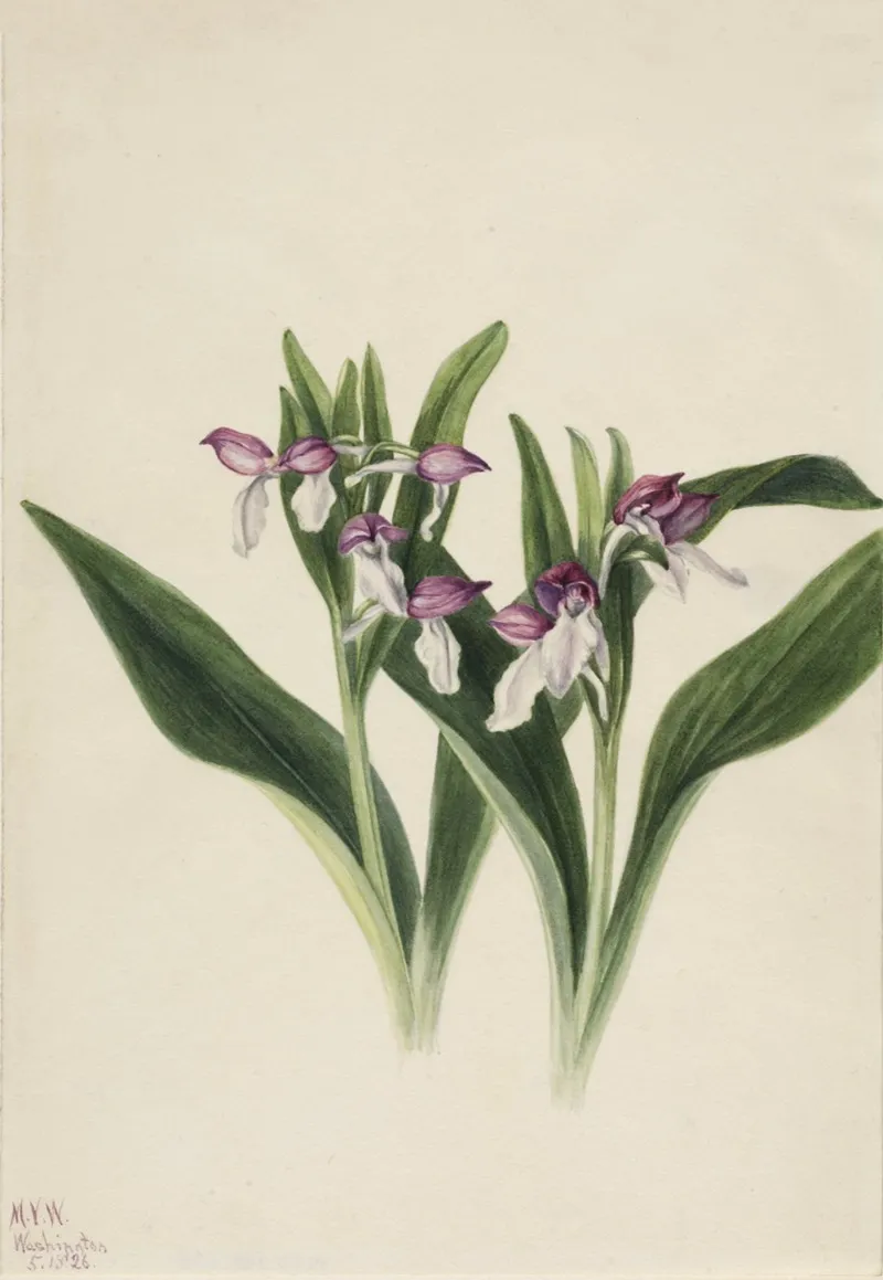 Showy Orchis Orchis Spectabilis 2