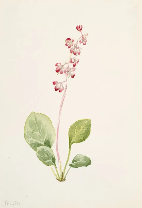 Showy Pyrolla Pyrola Asarifolia
