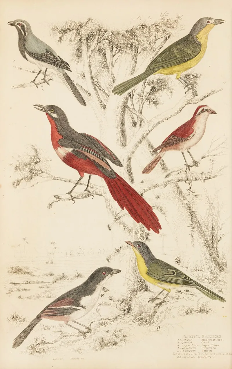 Shrikes Thrush Shrikes by William MacGillivray - Canvas Print