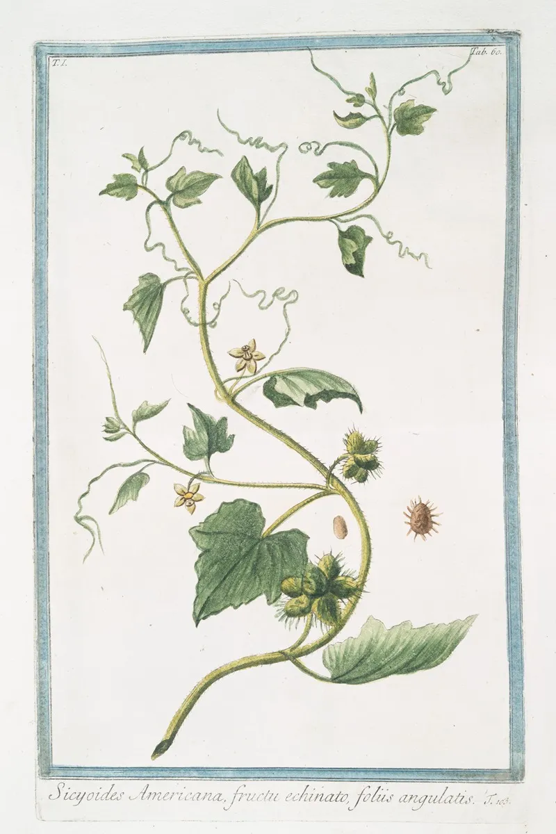 Sicyoides Americana Fructu Echinato Foliis Angulatis
