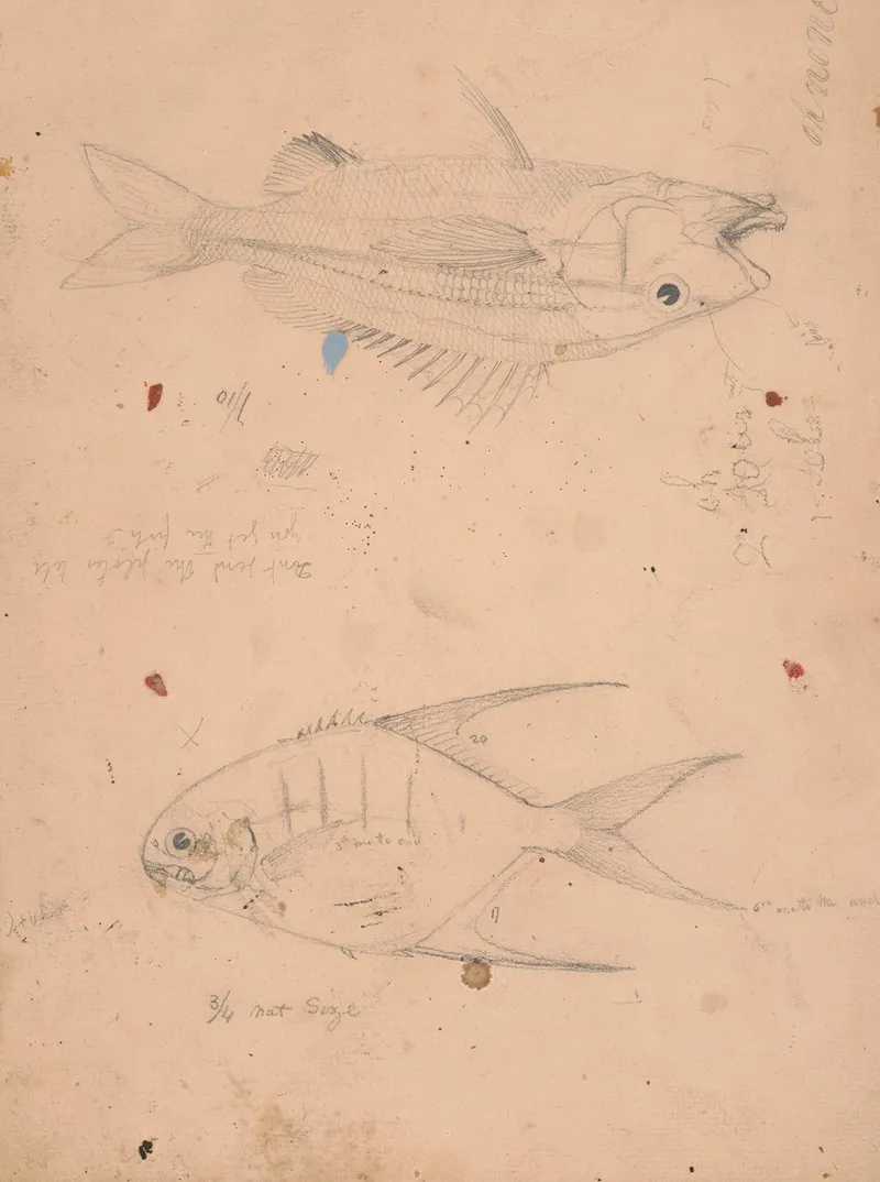 Side View Of Two Fish With Notations At To Their Size