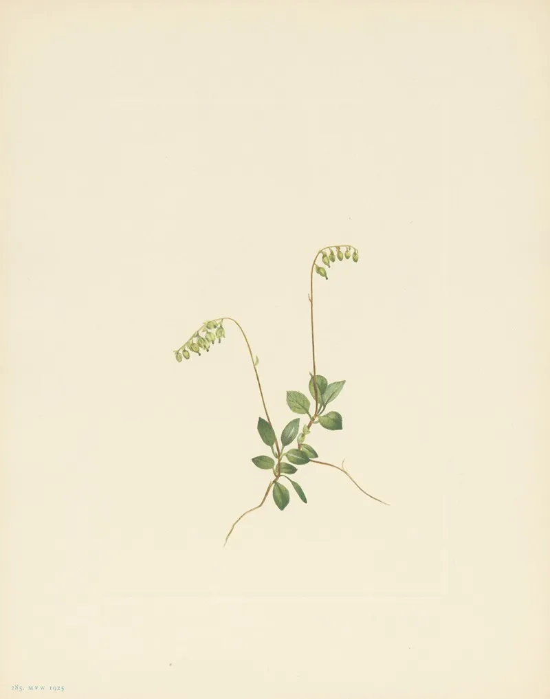 Sidebells Pyrola Pyrola Secunda 3