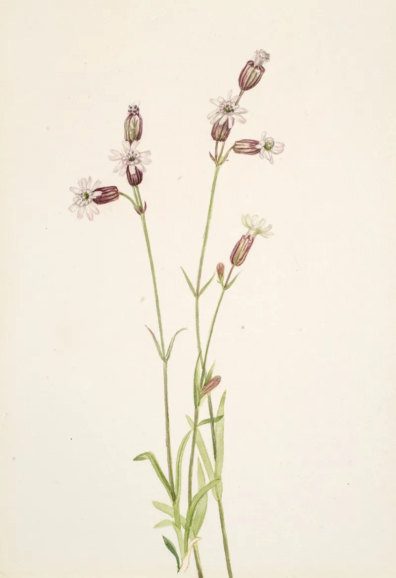 Silene Multicaulis