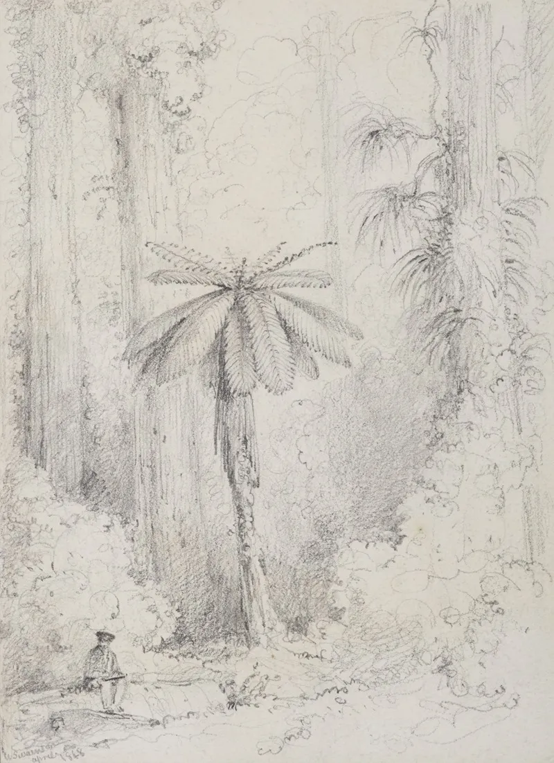 Silver Leaved Fern Hutt Forest