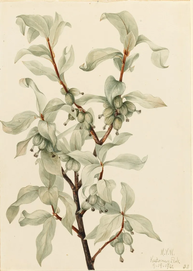Silverberry Elaeagnus Commutata 2