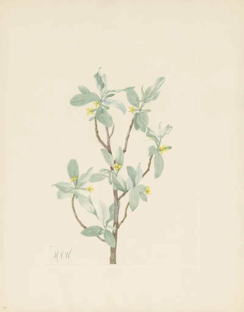 Silverberry Flower Elaeagnus Commutata 2