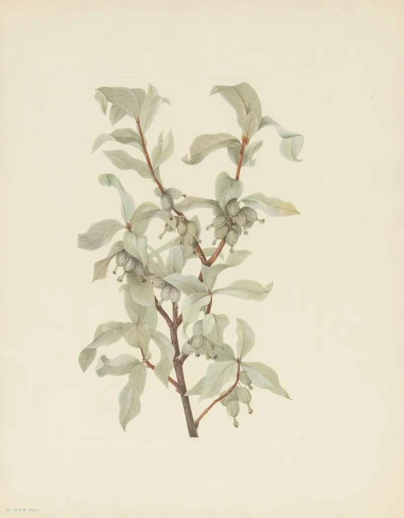 Silverberry Fruit Elaeagnus Commutata 2