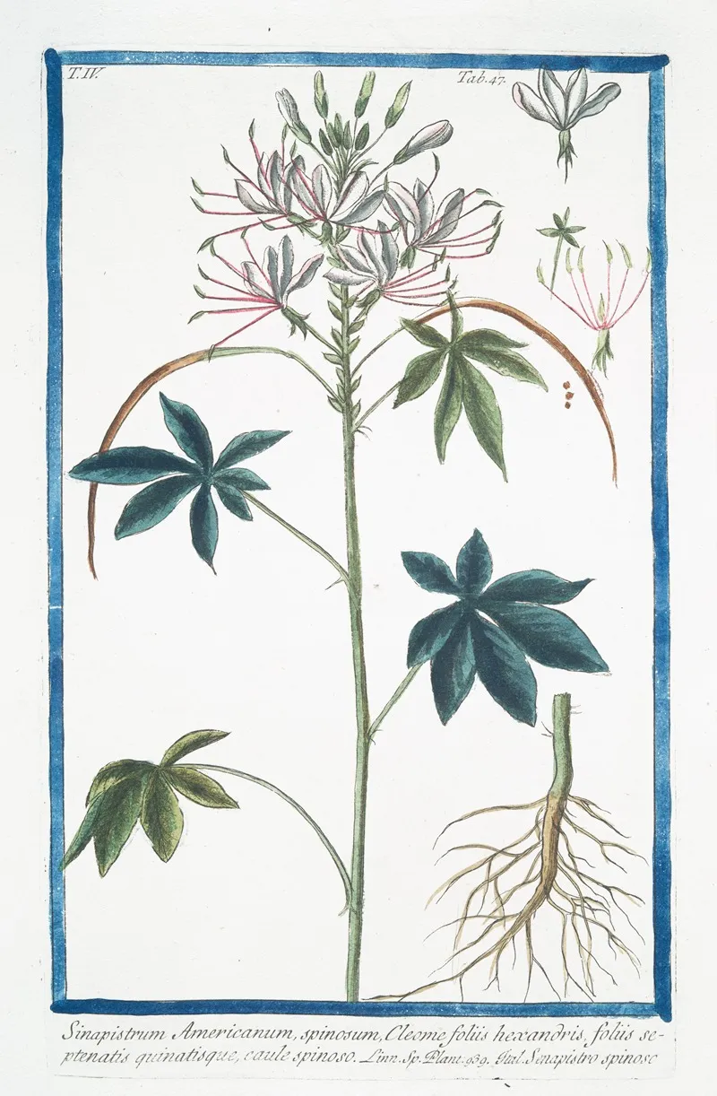 Sinapistrum Americanum Spinosum Cleome Foliis Hexandris Foliis Septernatis Quinatisque Caule Spinoso Senapistro Spinoso Mustard