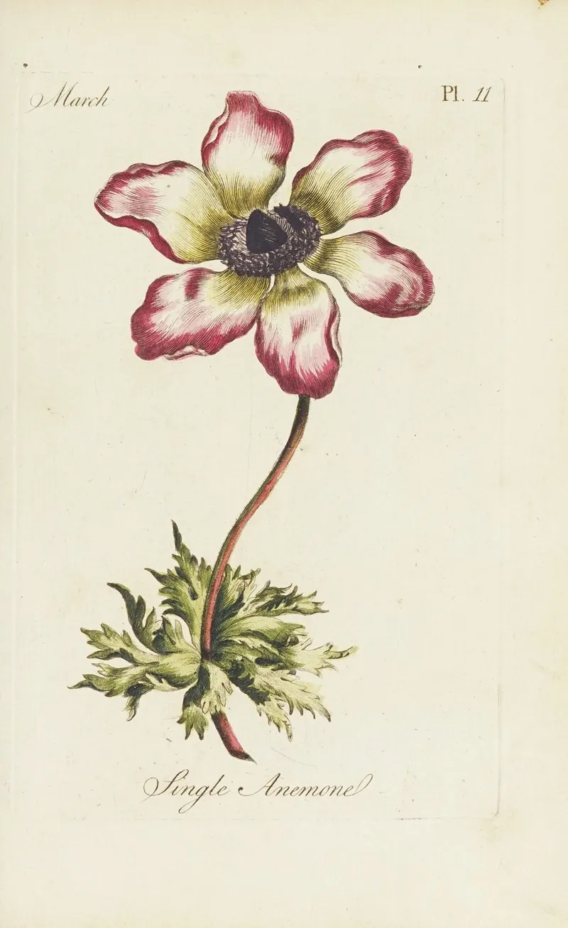 Single Anemone by Carington Bowles - Canvas Print