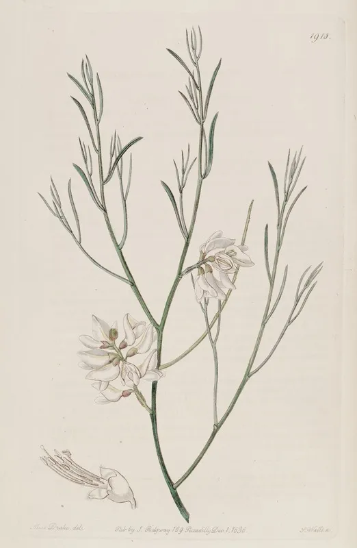 Single Seeded Genista