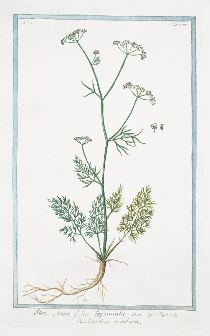 Sion Ammi Foliis Tripinnatis Pepolina Montana Thyme