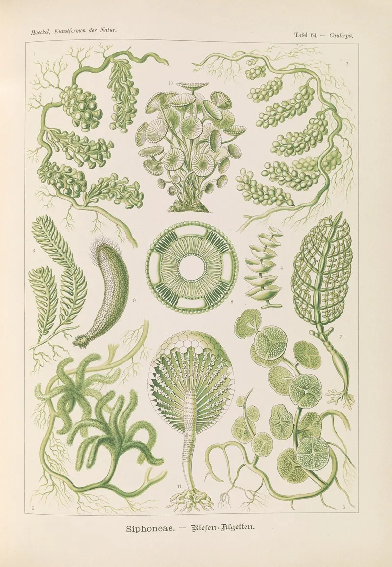 Siphoneae Riesen Algetten by Ernst Haeckel - Canvas Print