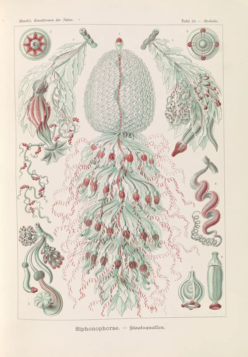 Siphonophorae Staatsquallen 3