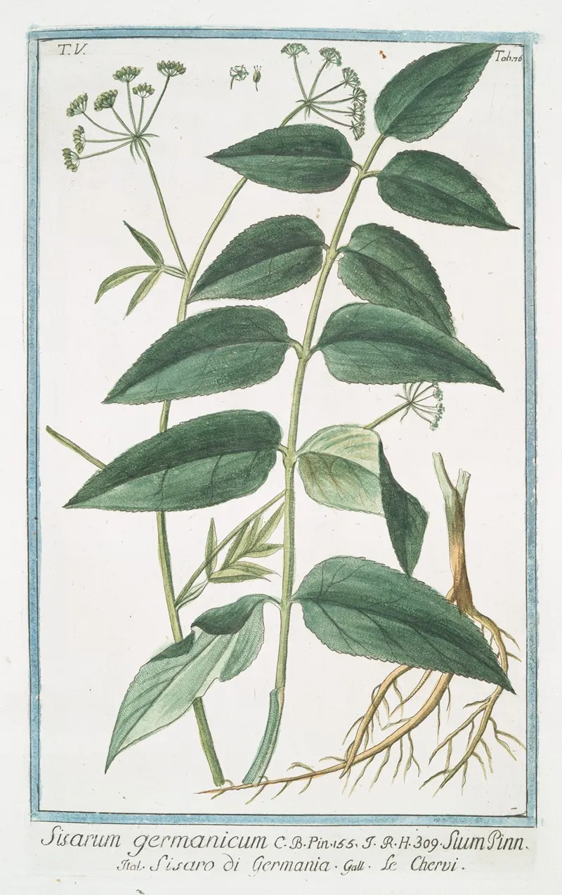 Sisarum Germanicum Sium Pinn Sisaro Di Germania Le Chervi Skirret Sugar Root Skiwort
