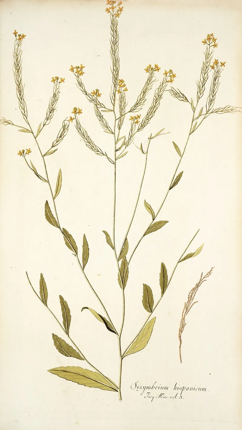 Sisymbrium Hispanicum