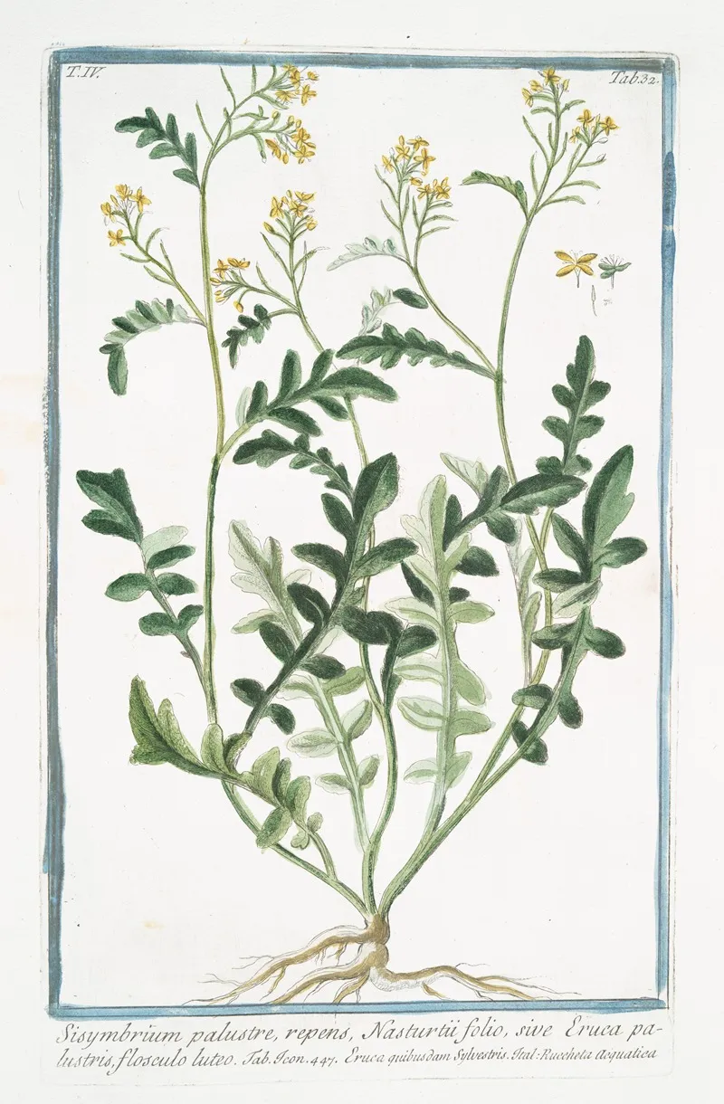 Sisymbrium Palustre Repens Nasturtii Folio Sive Eruca Palustris Flosculo Luteo Hedge Mustard