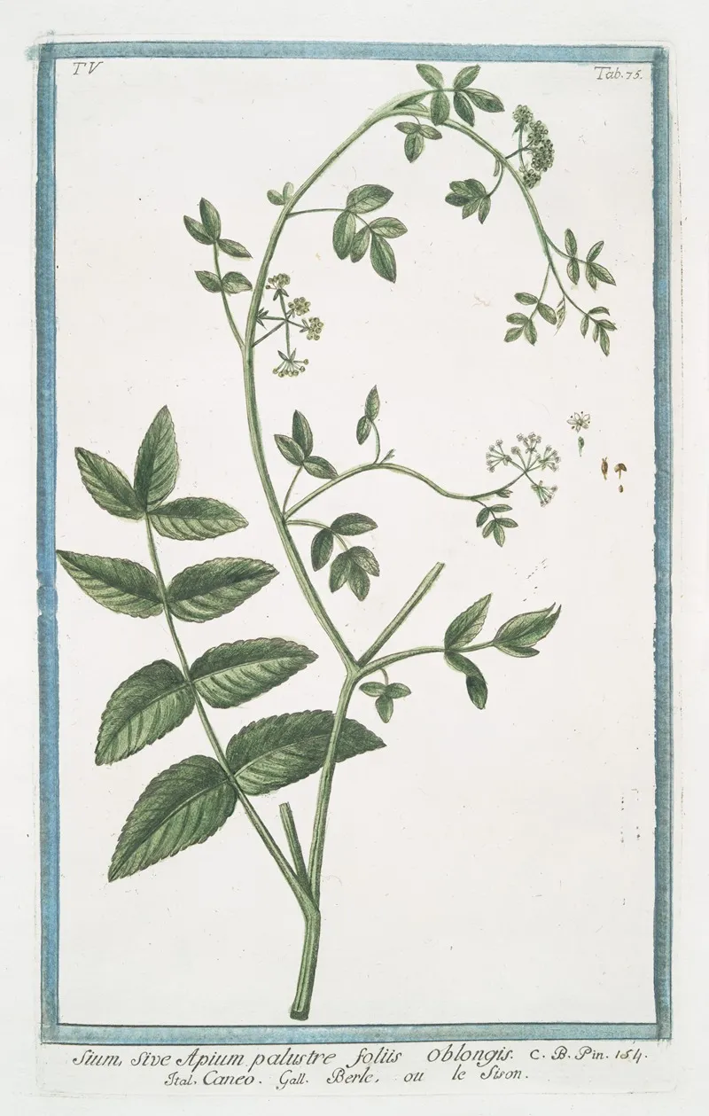 Sium Sive Apium Palustre Foliis Oblongis Caneo Berle Ou Le Sison Water Parsnip