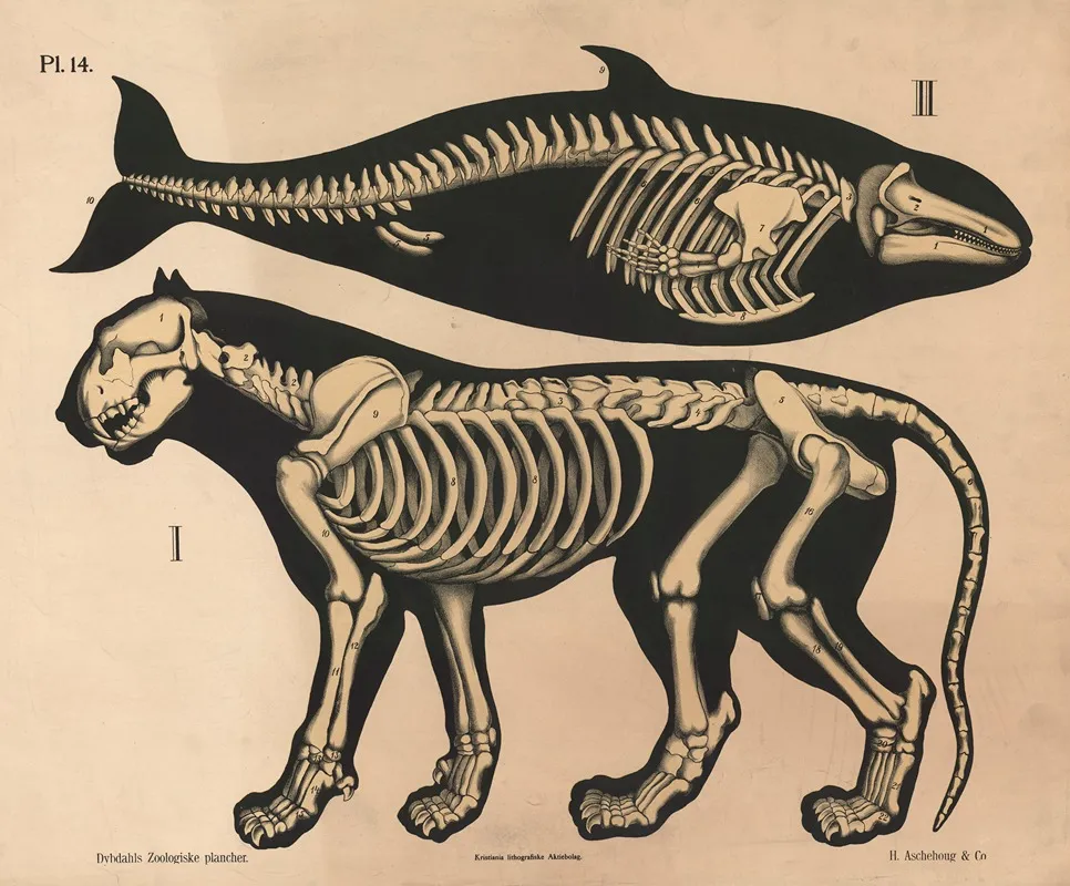 Skelet Af Love Og Delfin Variant