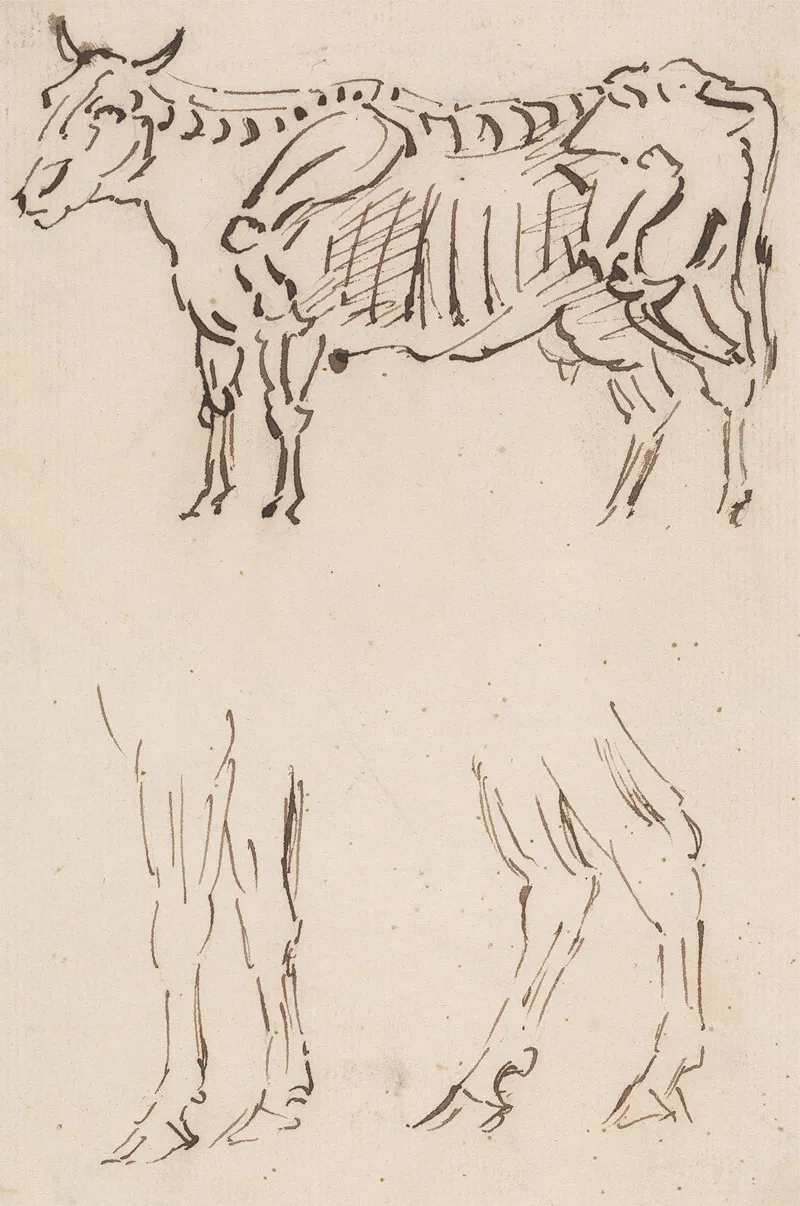 Skeletal Drawing And Leg Studies Of Cattle