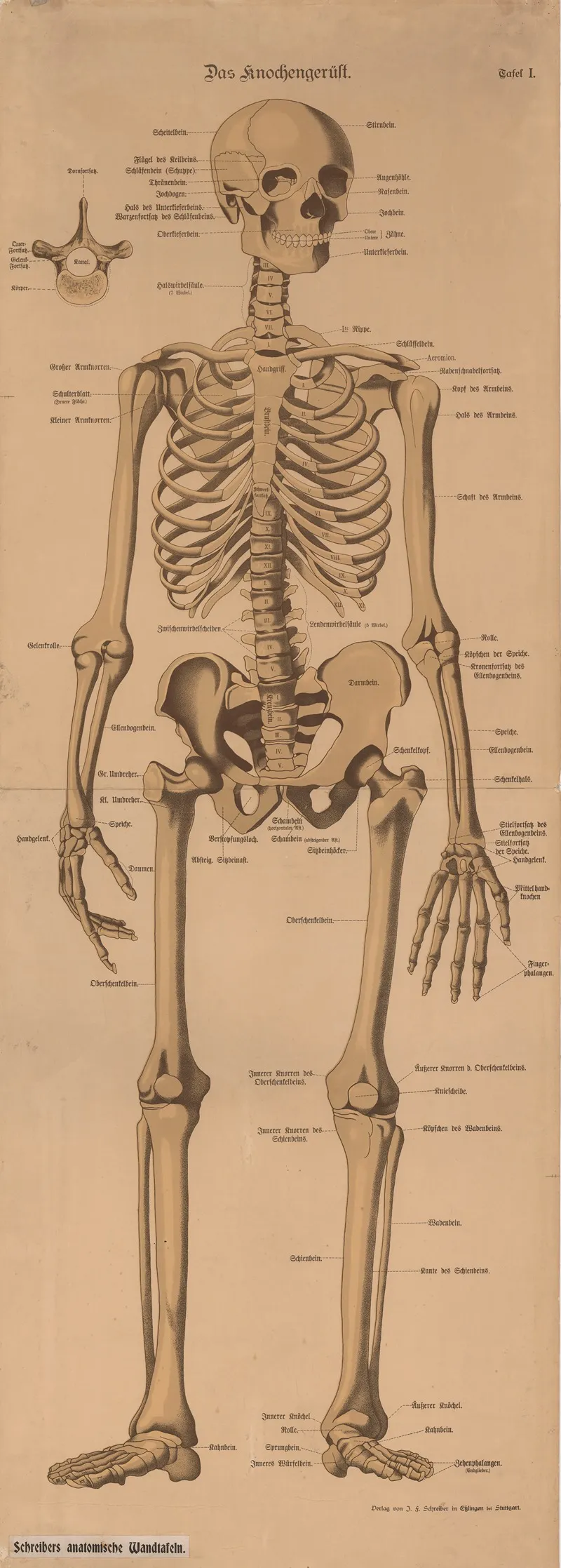 Skeleton 3