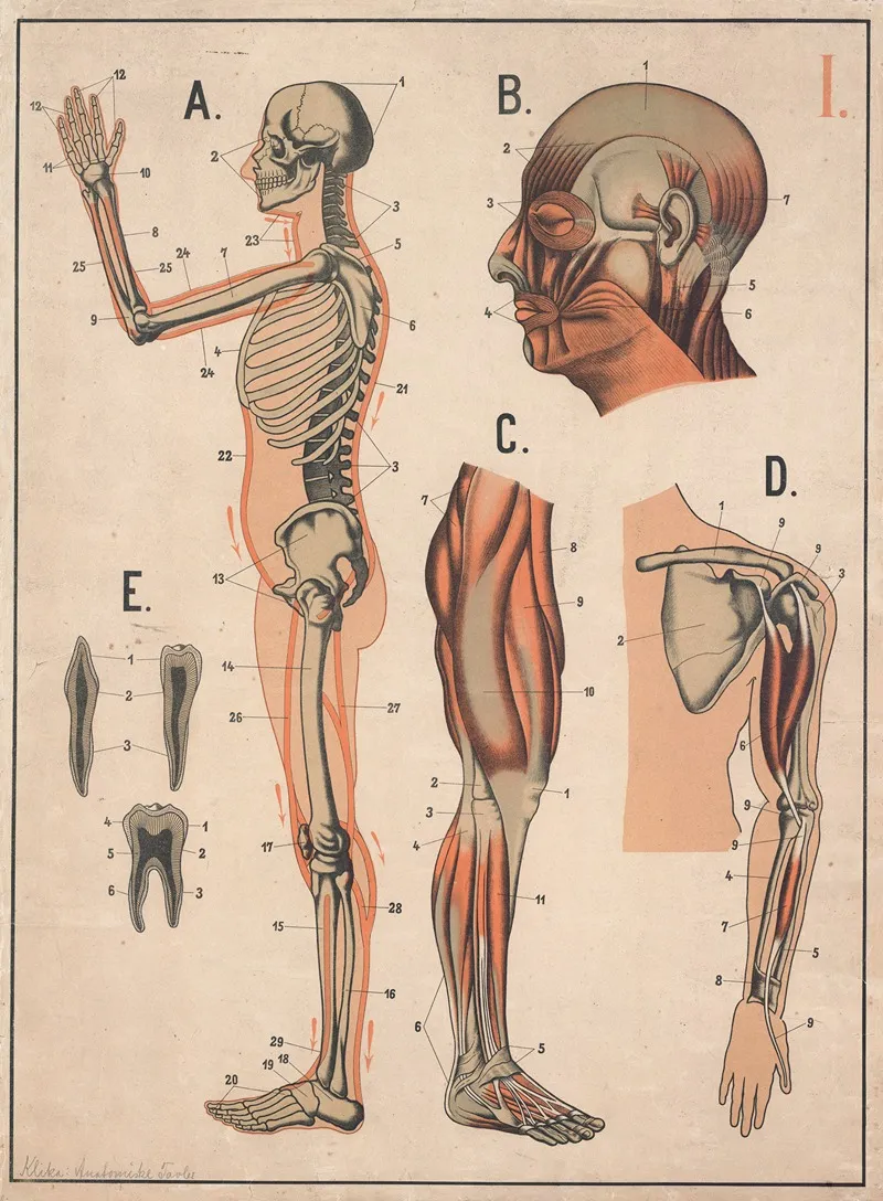 Skeleton And Muscles 3