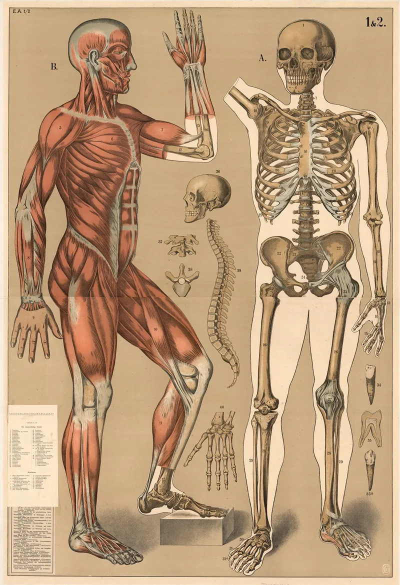 Skeleton And Muscles 4 by Max Eschner - Canvas Print