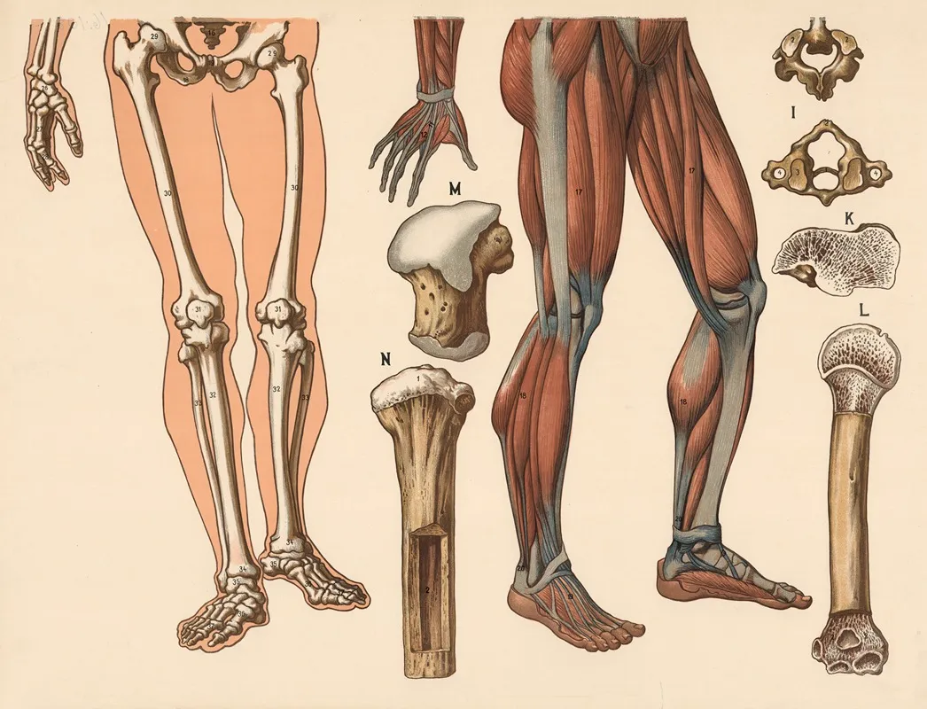 Skeleton And Muscles Below The Waist by F. E. Wachsmuth - Canvas Print