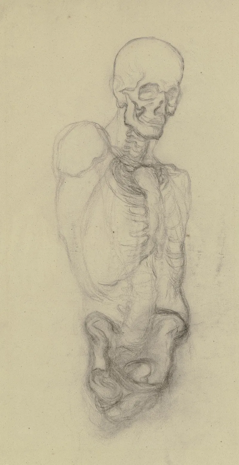 Skeletttorso Mit Totenschadel