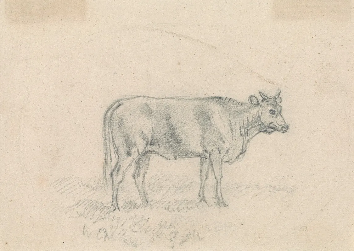 Sketch Of A Cow