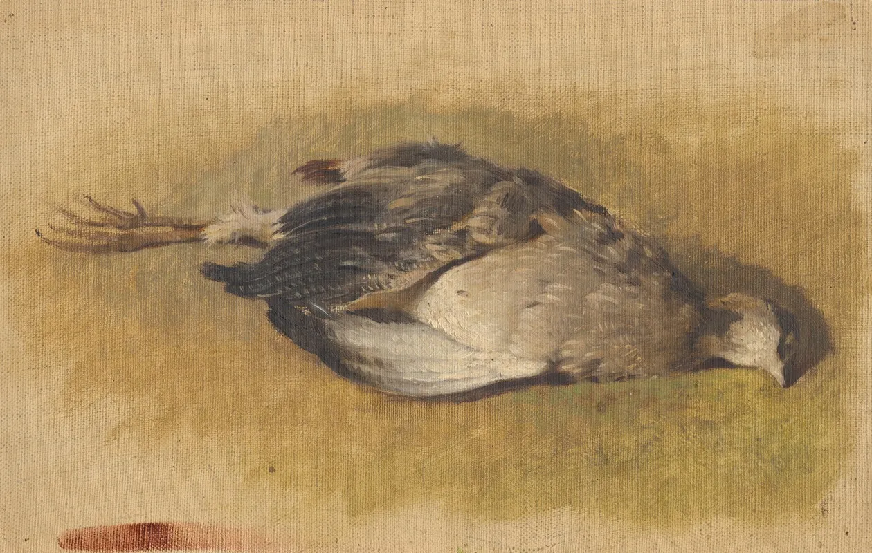 Sketch Of A Dead Partridge by Friedrich Carl von Scheidlin - Canvas Print