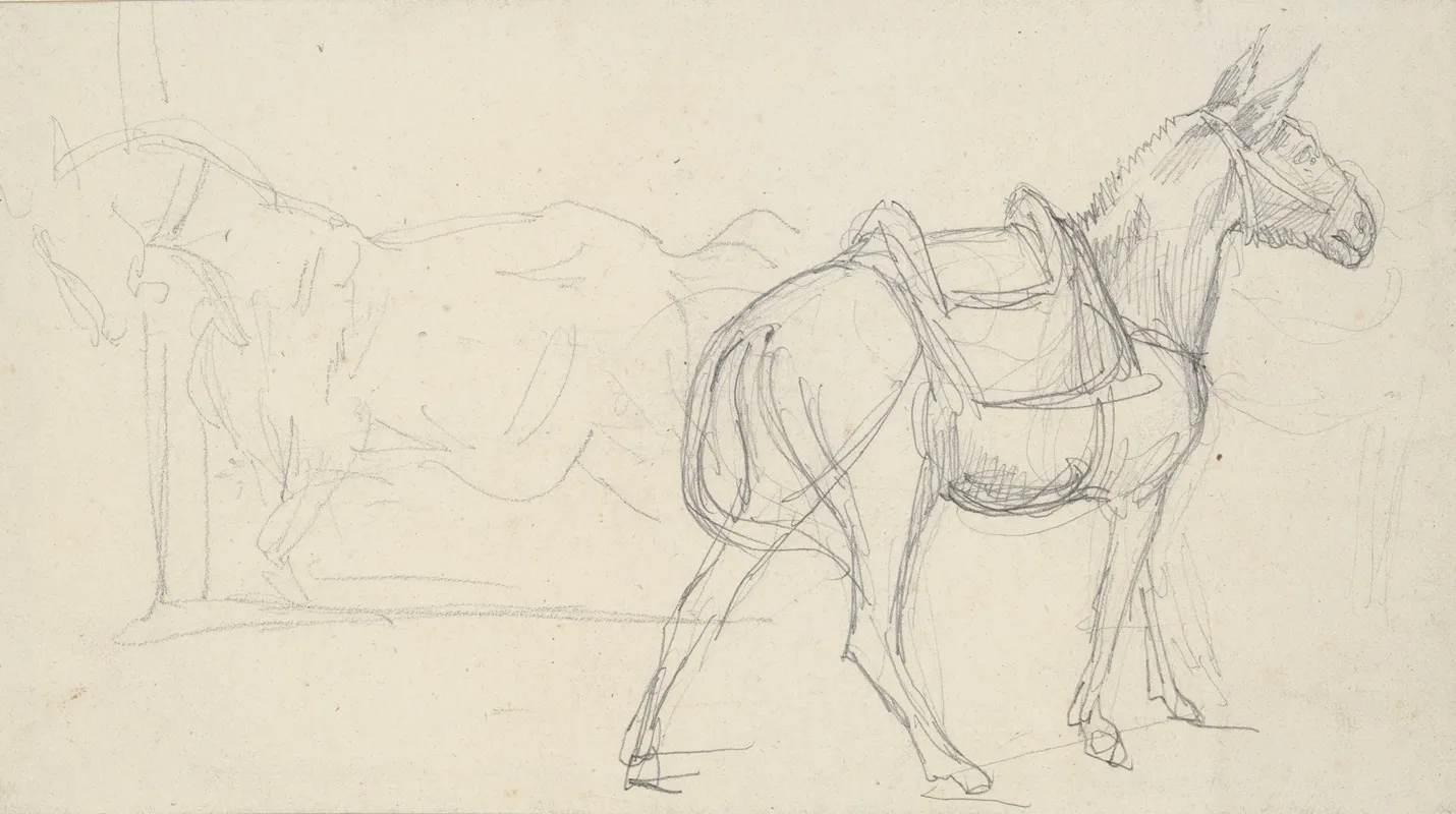 Sketch Of A Horse