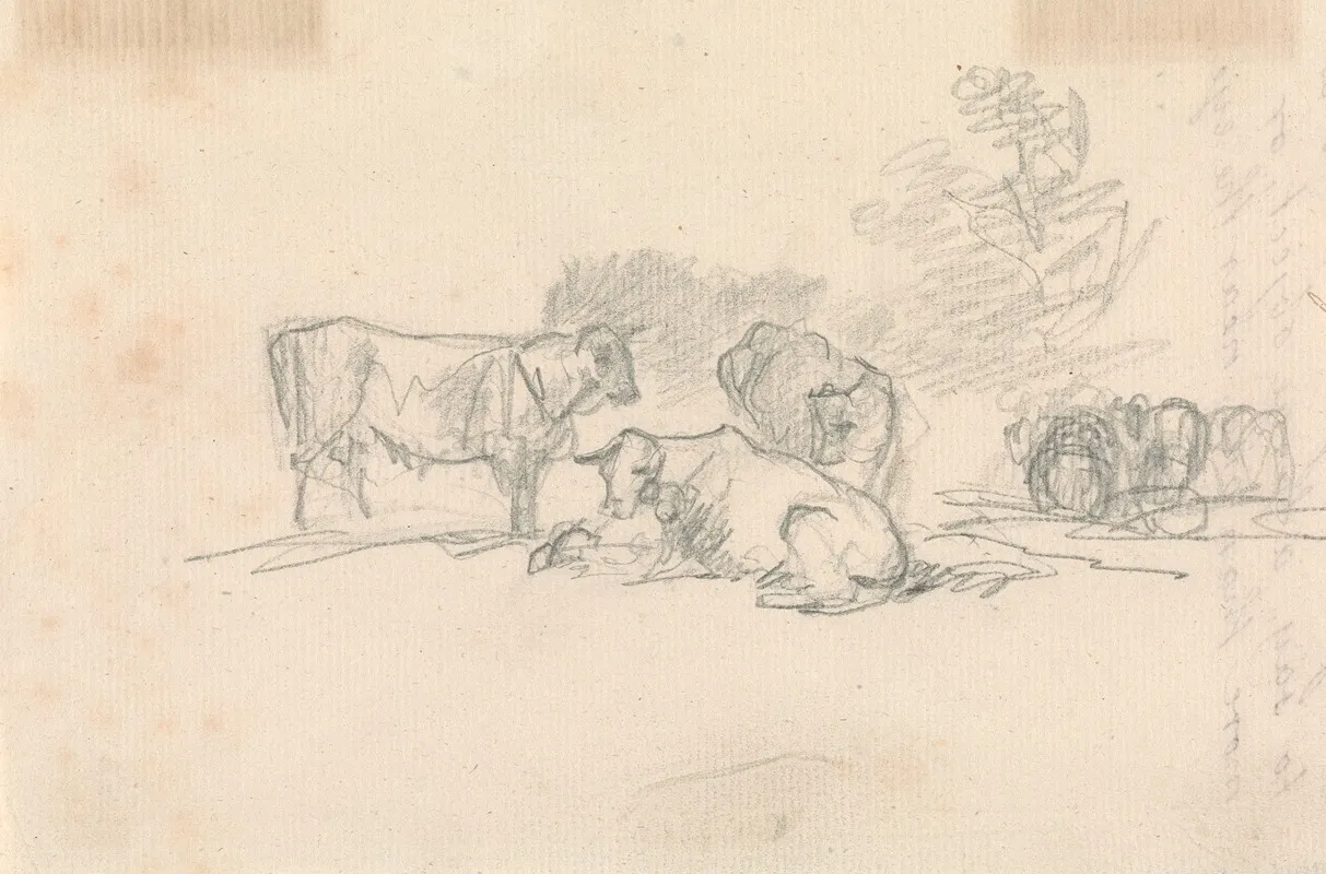 Sketch Of Cattle