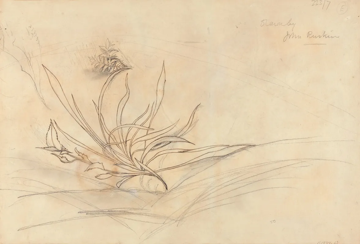 Sketch Of Foliage by John Ruskin - Canvas Print