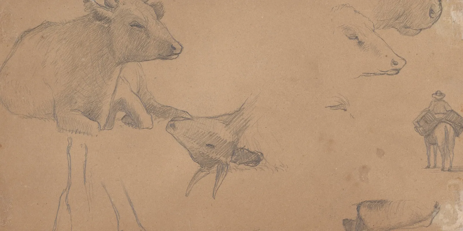 Sketches Of A Donkey A Cow And A Man On Horseback