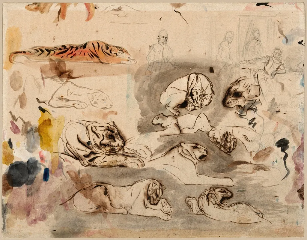 Sketches Of Tigers And Men In 16th Century Costume
