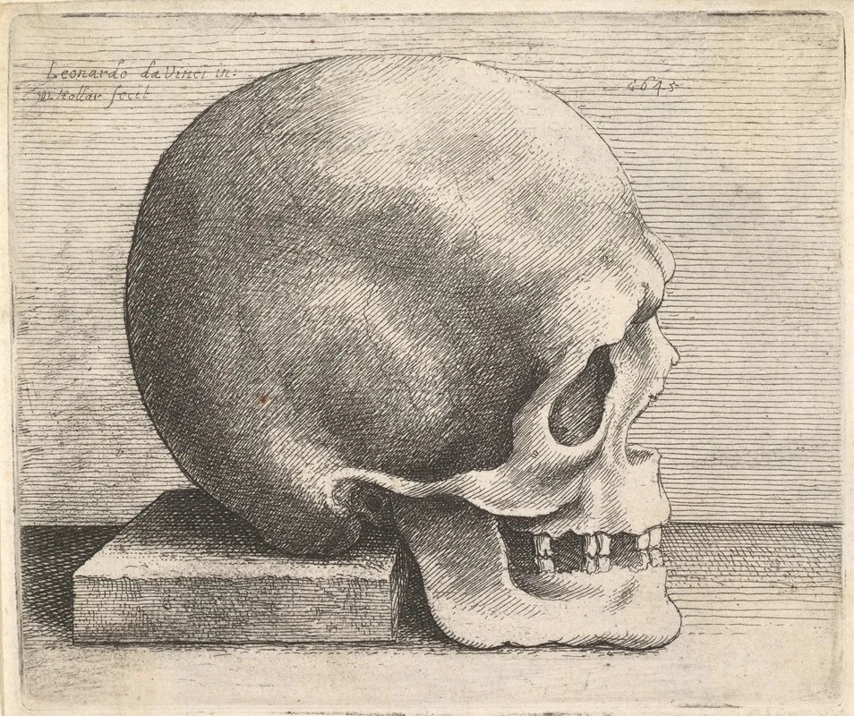 Skull In Profile To Right