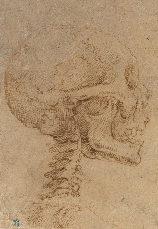 Skull In Profile by Battista Franco - Canvas Print