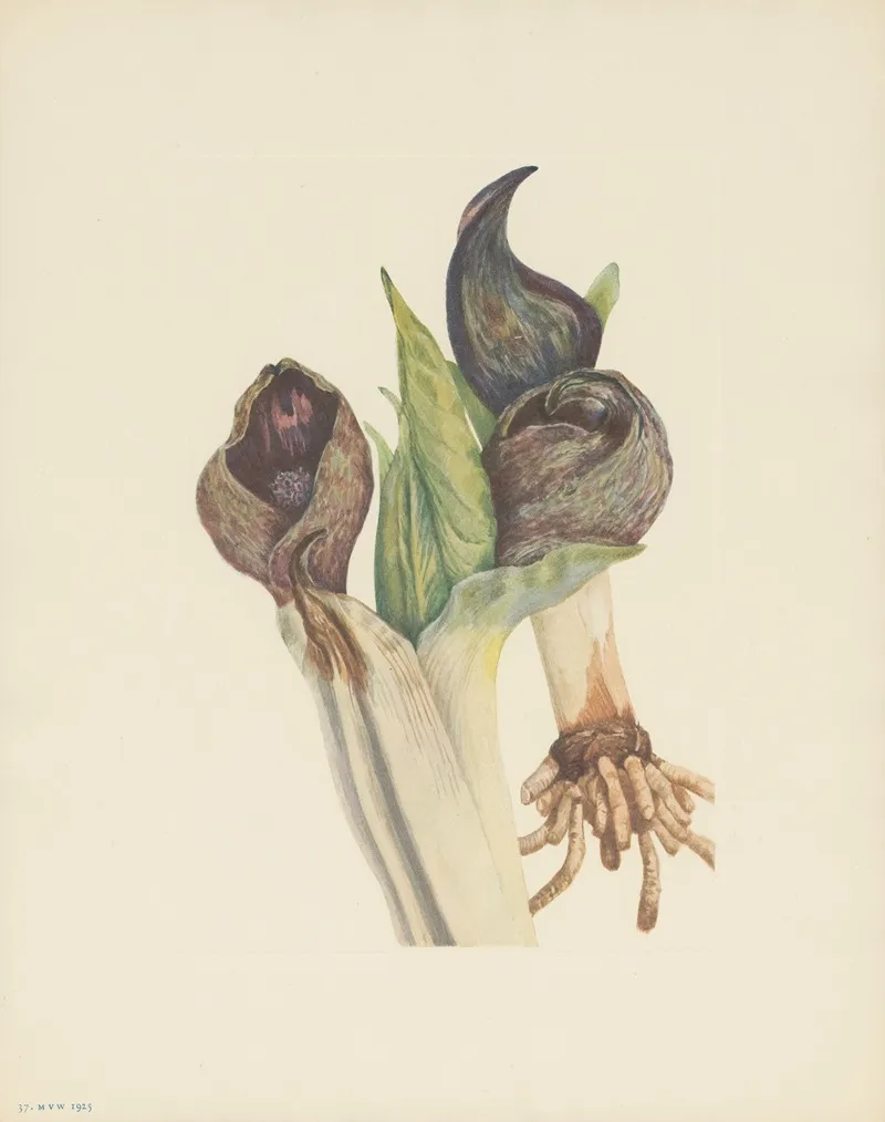 Skunkcabbage Spathyema Foetida 2