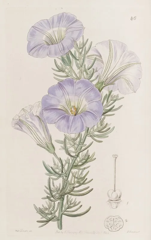 Sky Blue Alona by Sydenham Edwards - Canvas Print