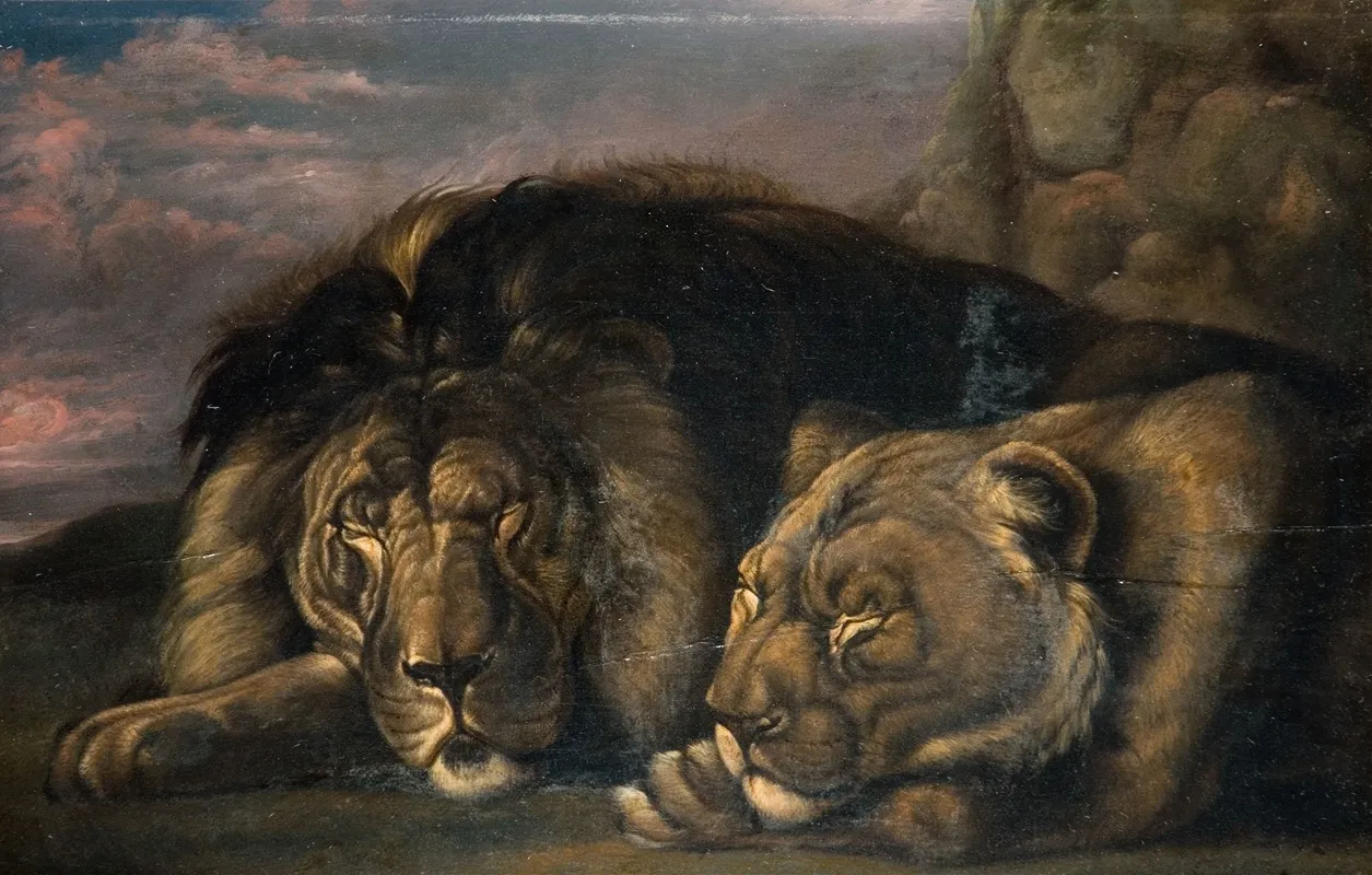 Sleeping Lion And Lioness