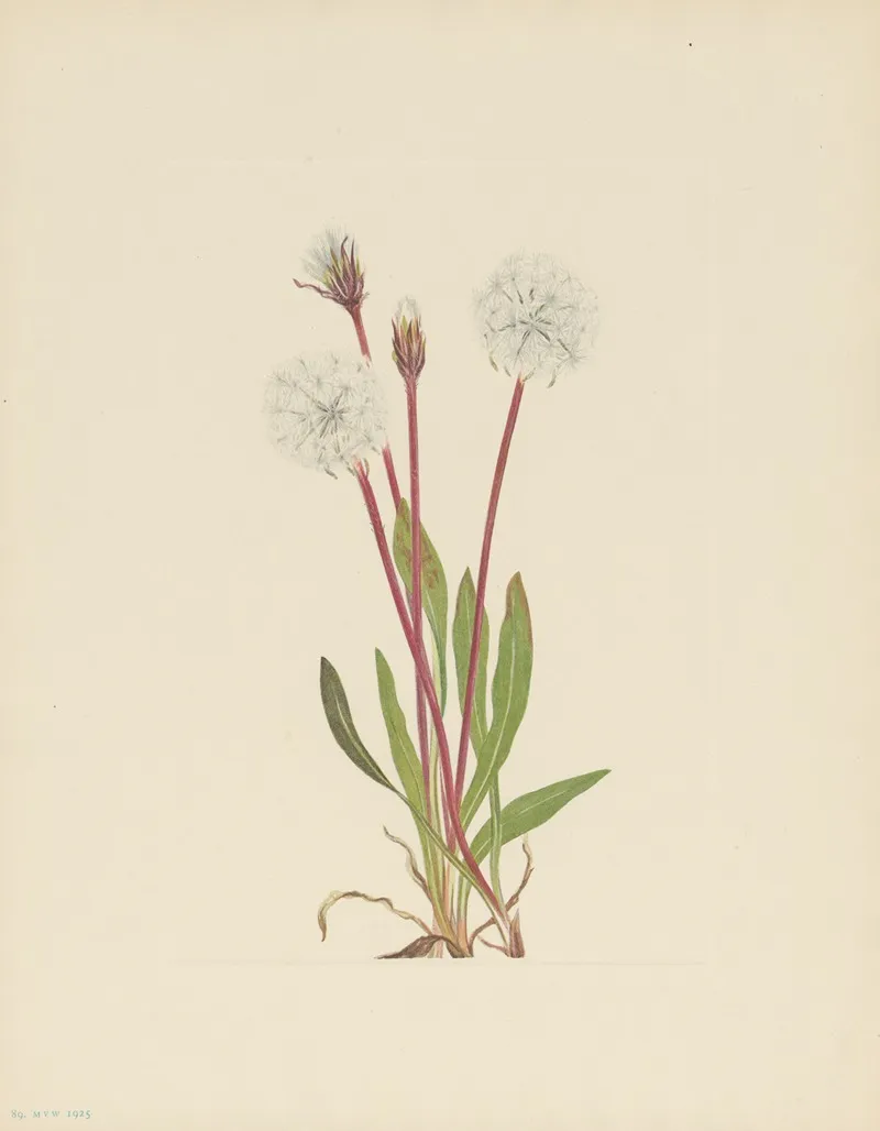 Slender Agoseris Agoseris Gracilens 3