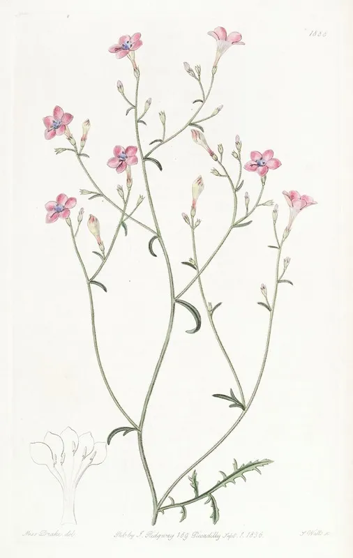 Slender Flowered Gilia