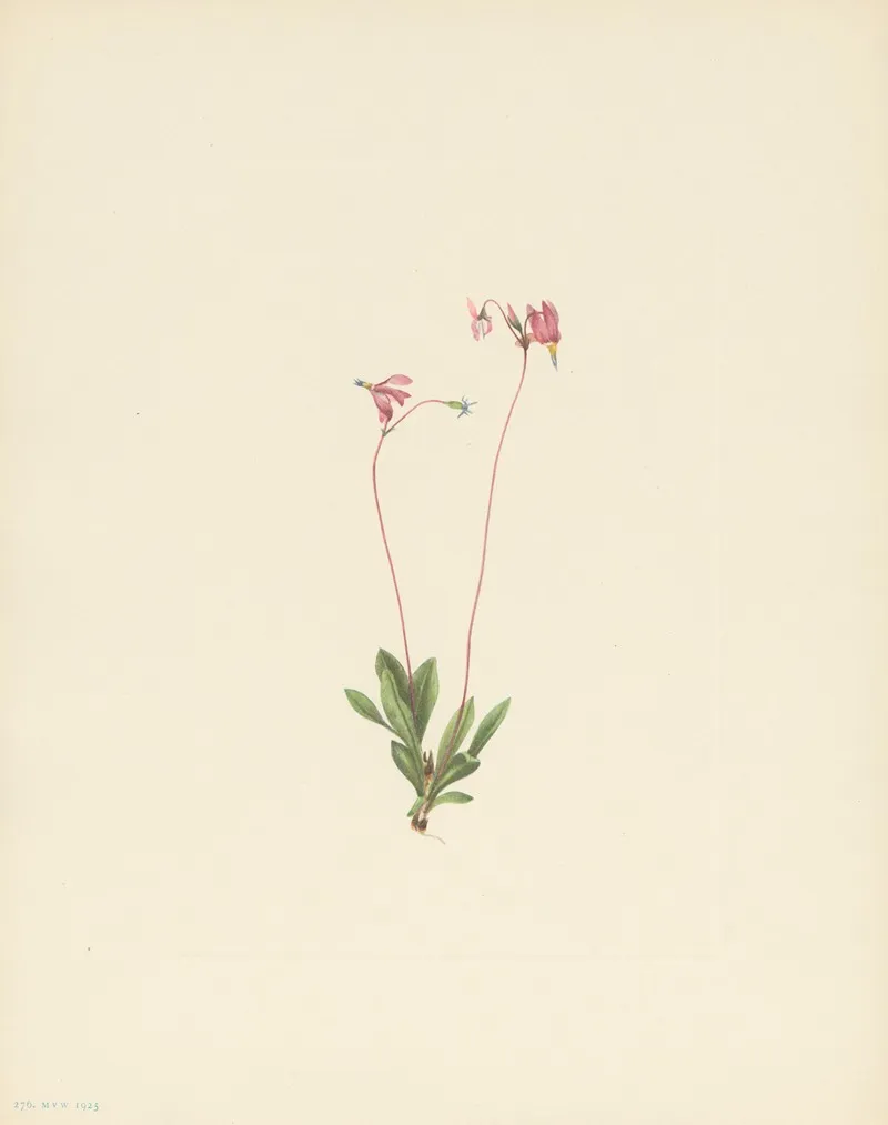 Slender Shootingstar Dodecatheon Pauciflorum 3