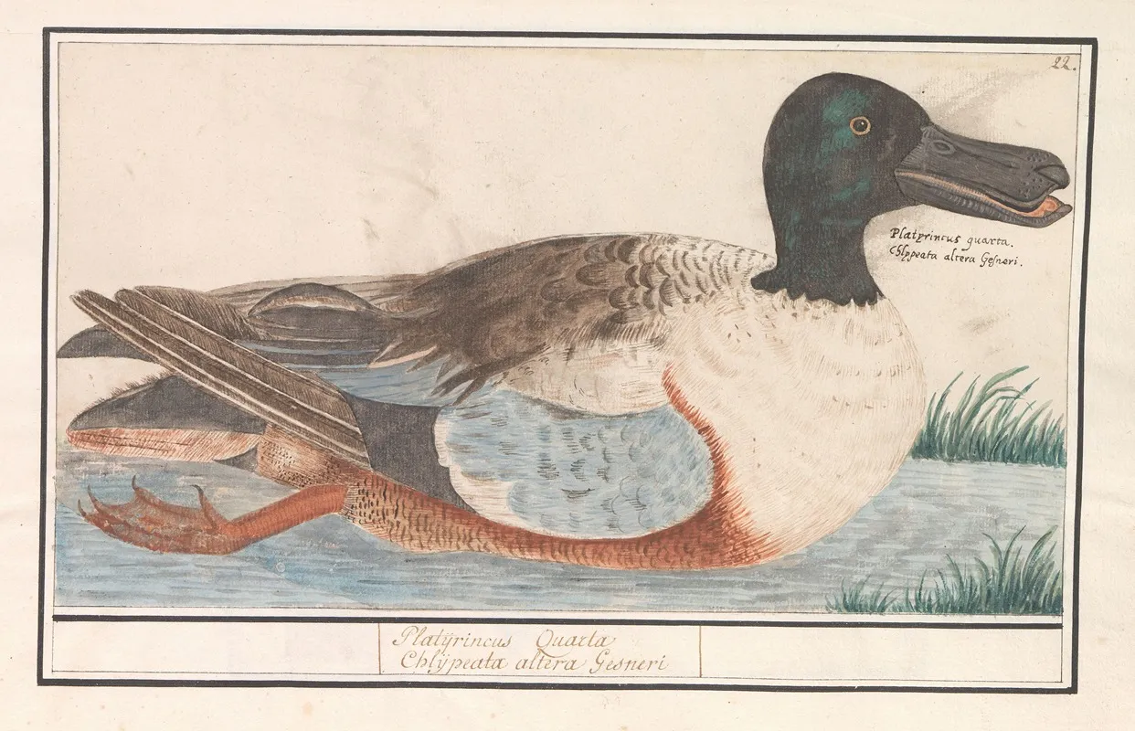 Slobeend Anas Clypeata