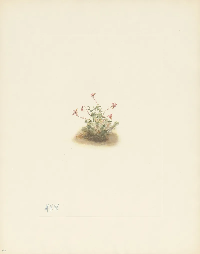 Small Cranberry Oxycoccus Palustris 3