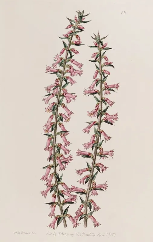 Small Flowered Pitted Epacris