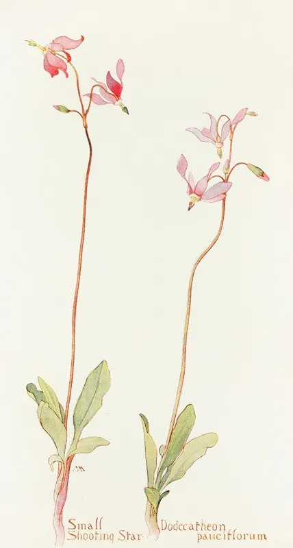 Small Shooting Star by Margaret Armstrong - Canvas Print