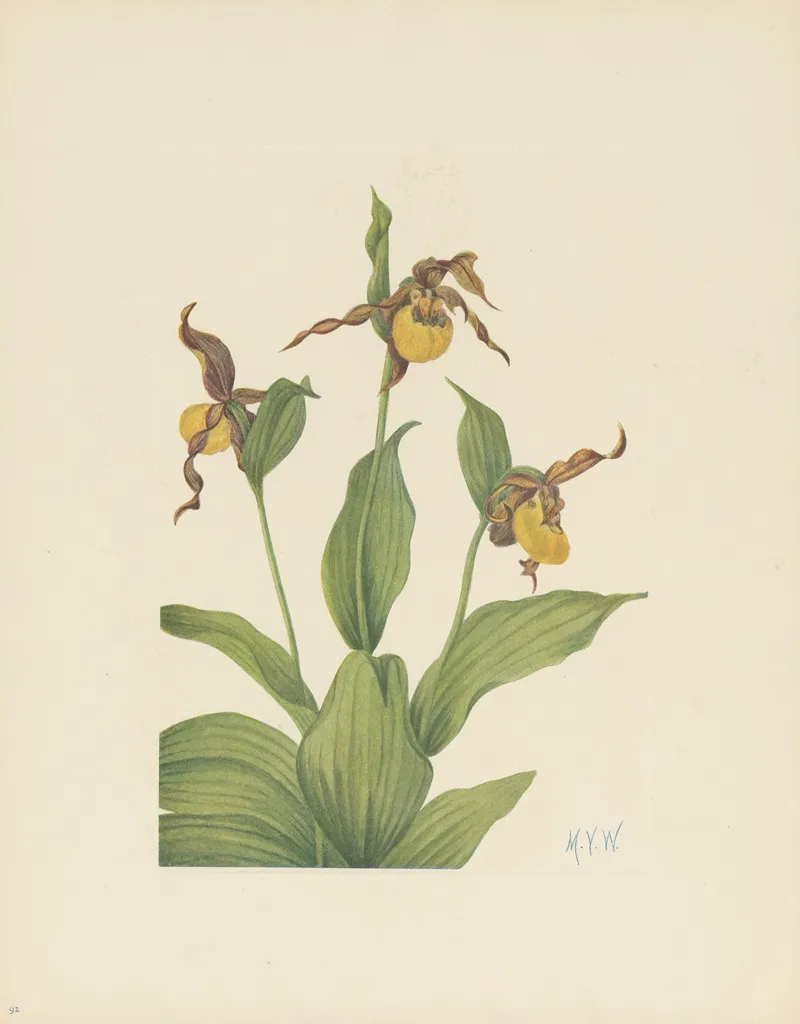 Small Yellow Ladyslipper Cypripedium Parviflorum 3