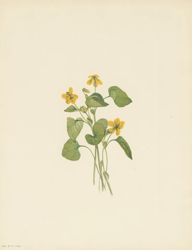 Smooth Yellow Violet Viola Eriocarpa 3
